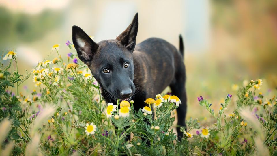 Dutch shepherd dog