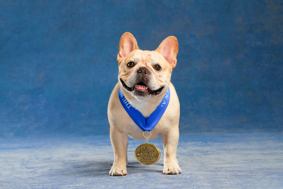 National Dog Show Best In Show Winner (Virginia Sherwood / NBC)