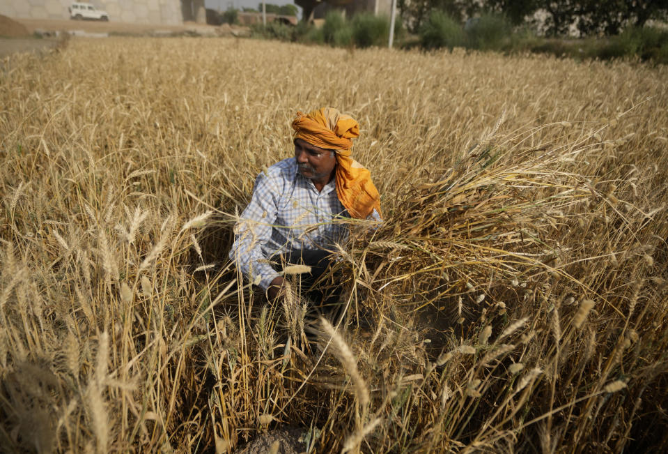 A farmer harvests wheat on the outskirts of Jammu, India,Thursday, April 28, 2022. The intense heat wave sweeping through South Asia was made more likely due to climate change and is a sign of things to come. An analysis by international scientists said that this heat wave was made 30 times more likely because of climate change and future warming would make heat waves more common and hotter in the future. Its effects have been cascading, ranging from forest fires and glacial floods to crop losses that forced India to ban exports on wheat. (AP Photo/Channi Anand)