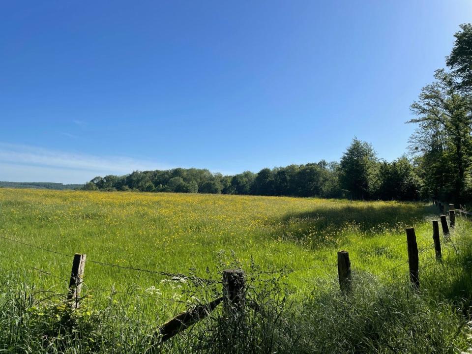 A picture of a field leading into the woods just outside of the small town of Vaux, France, near Chateau-Thierry.  It was in these woods the day before Duncan was killed in which severe fighting took place with the second division.