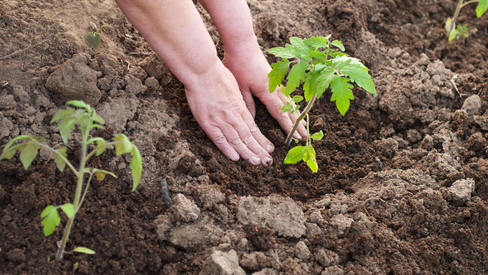 Planting tomato plants in ground