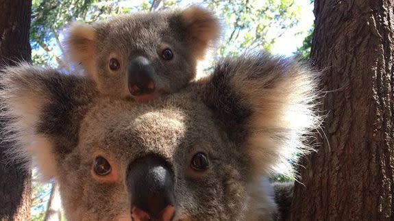 Super cute baby koala and mother just hanging out, looking like