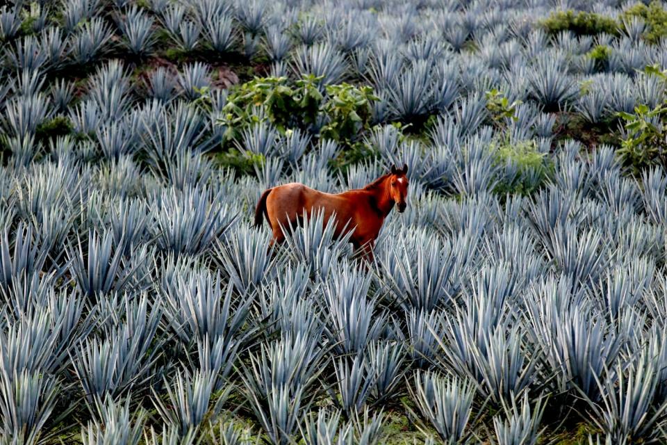 A horse stands among plants.