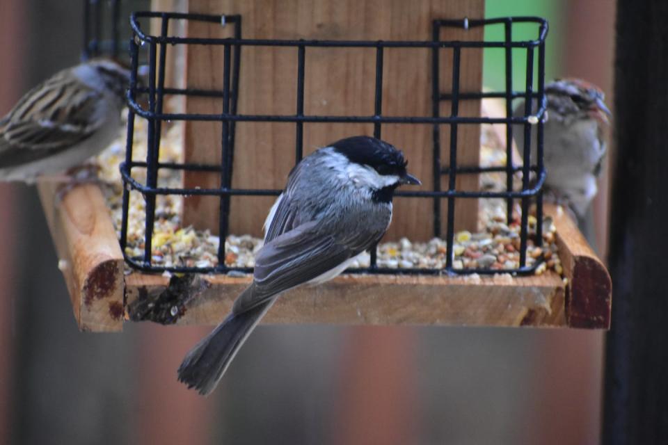 There are divergent opinions on the potential role of bird feeders in spreading the disease. (Unsplash/Grayson Smith)