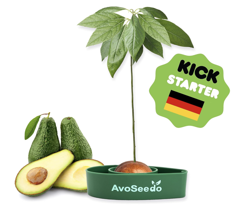 AvoSeedo Avocado Growing Kit. (PHOTO: Amazon Singapore)