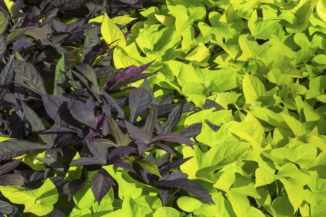 Diane Macdonald/Getty Images Two varieties of sweet potato vine.