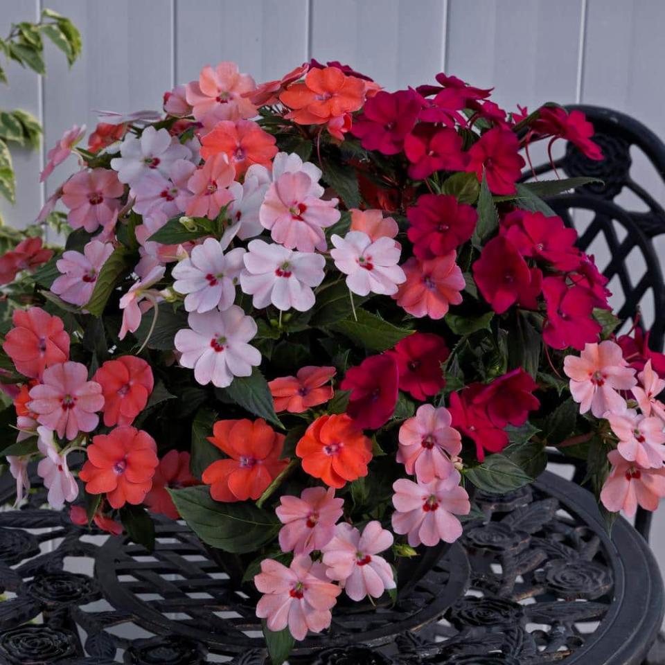 <p><a href="https://go.redirectingat.com?id=74968X1596630&url=https%3A%2F%2Fwww.homedepot.com%2Fp%2FSunPatiens-4-In-Multicolor-SunPatiens-Impatiens-Outdoor-Annual-Plant-with-Magenta-and-Pink-Flowers-3-Plants-HD1059%2F312699297&sref=https%3A%2F%2Fwww.veranda.com%2Foutdoor-garden%2Fg60760217%2Ffront-door-plants%2F" rel="nofollow noopener" target="_blank" data-ylk="slk:Shop Now;elm:context_link;itc:0;sec:content-canvas" class="link ">Shop Now</a></p><p>Impatiens</p><p>homedepot.com</p><p>$24.97</p><span class="copyright">Home Depot</span>