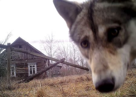 A wolf looks into the camera at the 30 km (19 miles) exclusion zone around the Chernobyl nuclear reactor in the abandoned village of Orevichi, Belarus, March 2, 2016. REUTERS/Vasily Fedosenko