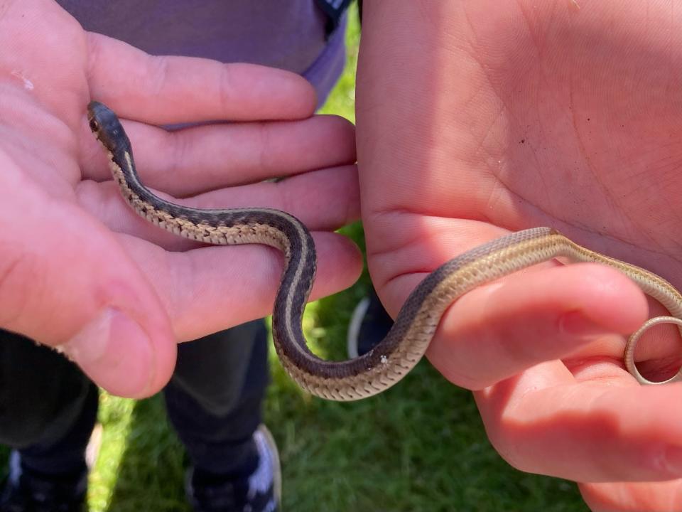 While taking a break for lunch outside the Killbuck Marsh Wildlife Area headquarters, students found this garter snake as well as a DeKay’s brown snake.