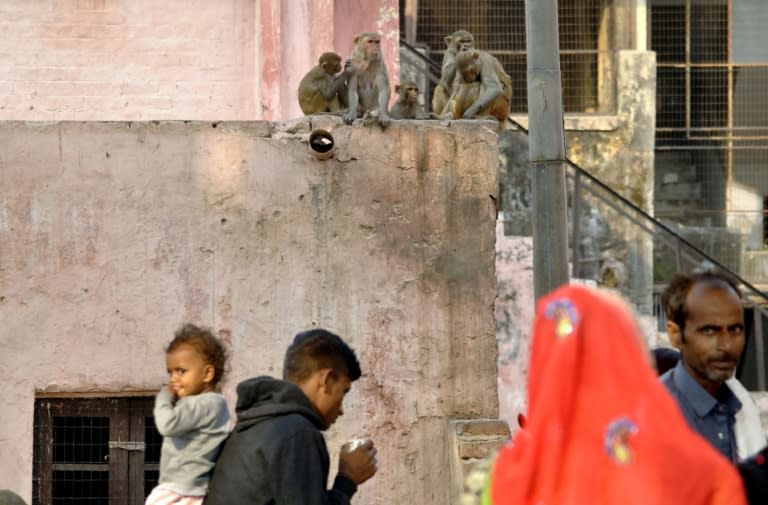 India has an estimated monkey population of 50 million and roughly 10,000 are believed to roam Agra