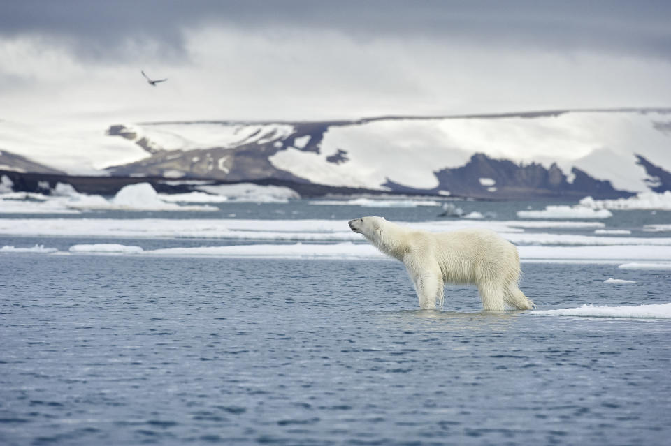 Arctic Edge