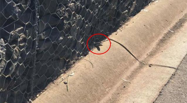The snake was seen poking its head outside the rock wall. Source: Facebook