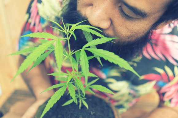 A man smelling the leaves of a potted cannabis plant that he's holding.