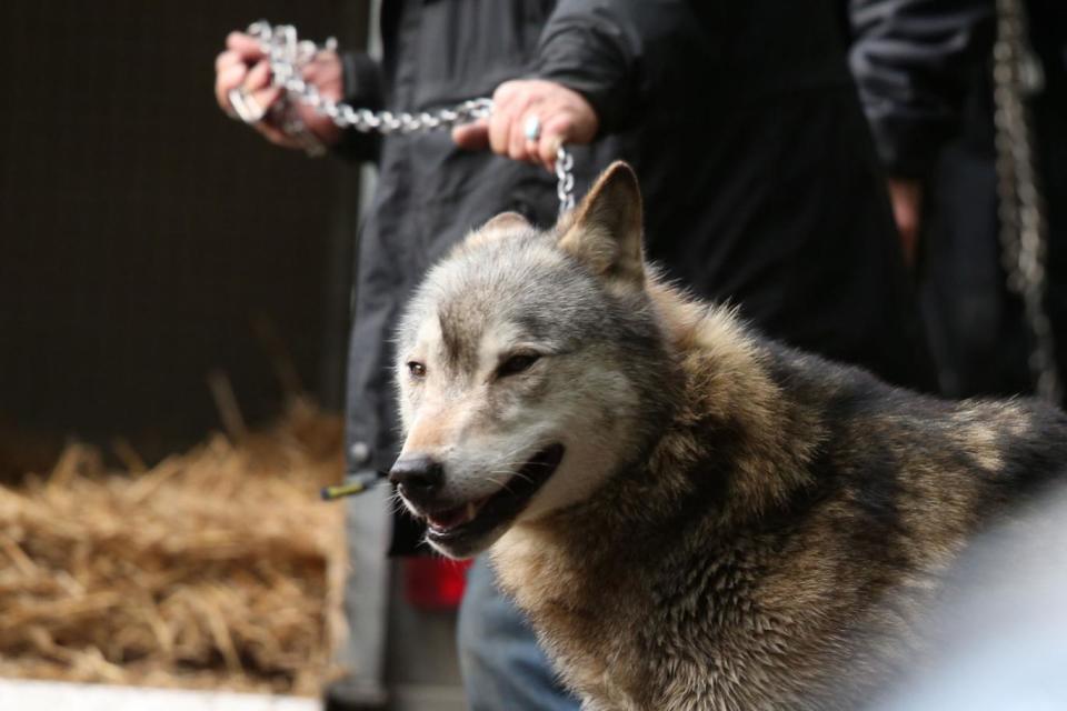 The wolves are said to be 'much loved' locally (Steve Parsons/PA )