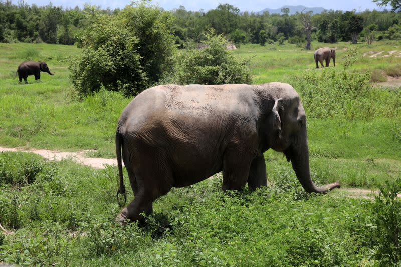 WFFT sanctuary struggles with lack of income due to COVID-19 in Thailand