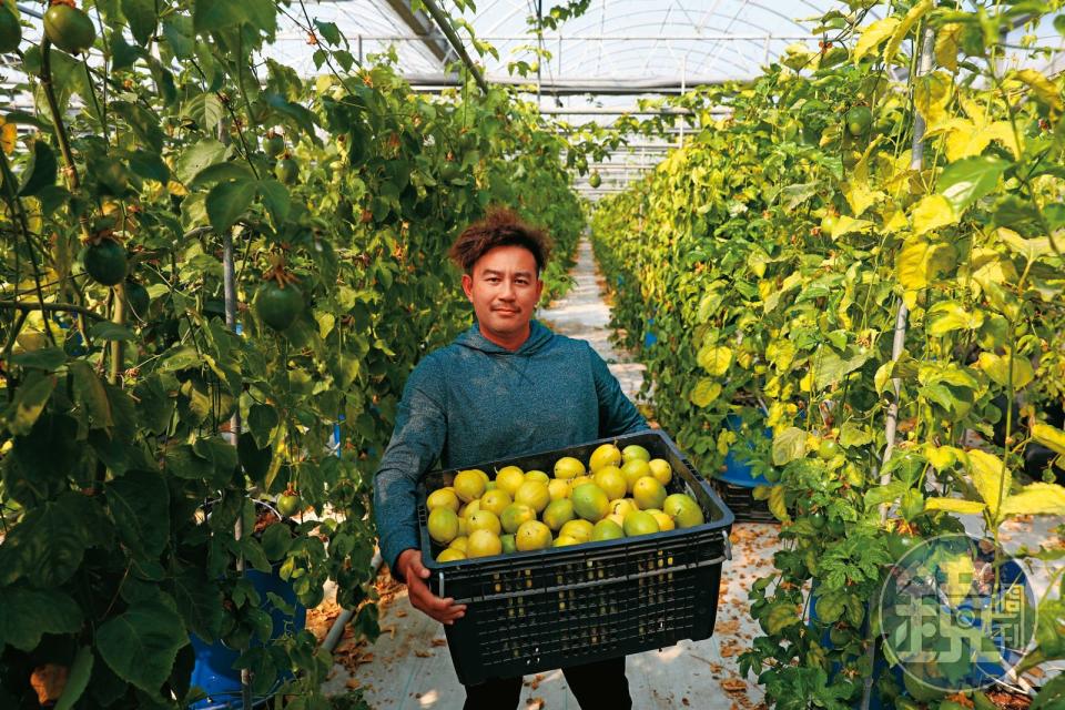 陳育旗是嘉義在地青農，現栽種溫室水果，但他野心不僅於此，希望能藉光電收入投資設備，擴大產量。