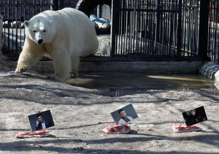 Aurora, a female polar bear, approaches photographs of candidates (R-L) Yulia Tymoshenko, Petro Poroshenko and Volodymyr Zelenskiy, which are attached to slabs of lard or pig fat, while attempting to predict the winner of the Ukrainian presidential election during an event at the Royev Ruchey Zoo in Krasnoyarsk, Russia March 28, 2019. REUTERS/Ilya Naymushin