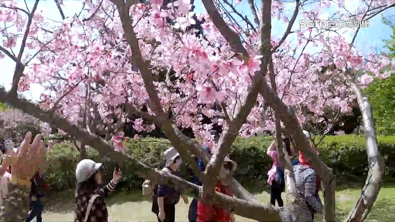 台灣賞櫻文化和日本較為不同，民眾大多邊走邊吃而非席地野餐。