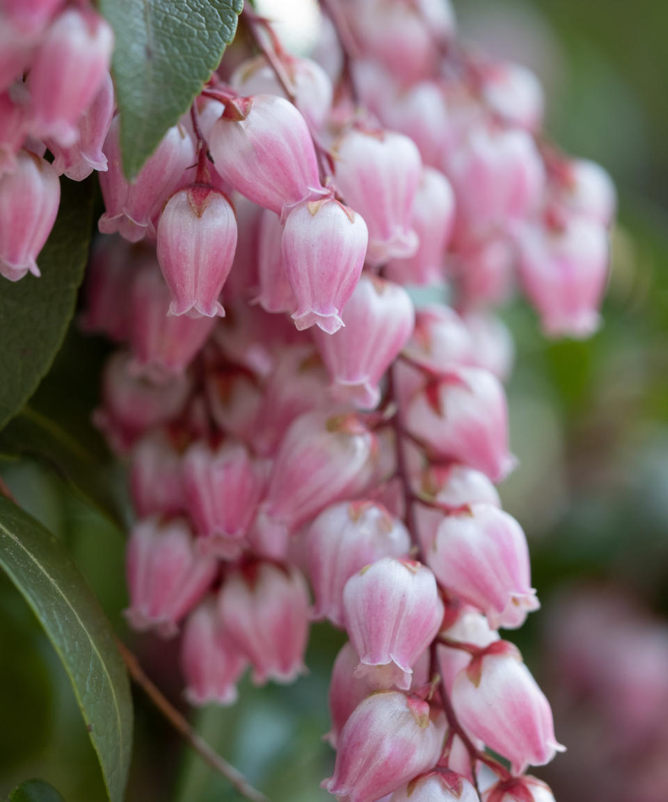 pieris flowering in garden with pink flowers