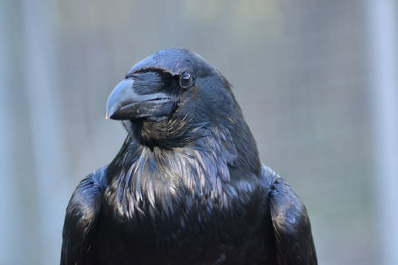 A raven (Corvus corax) with food in its throat pouch takes stock of potential competitors before making a cache.