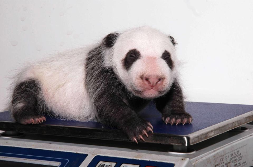 A not-so-giant Tao Tao is pictured at one month old. The male was the first cub delivered in a near-wild environment by a captive-raised panda.