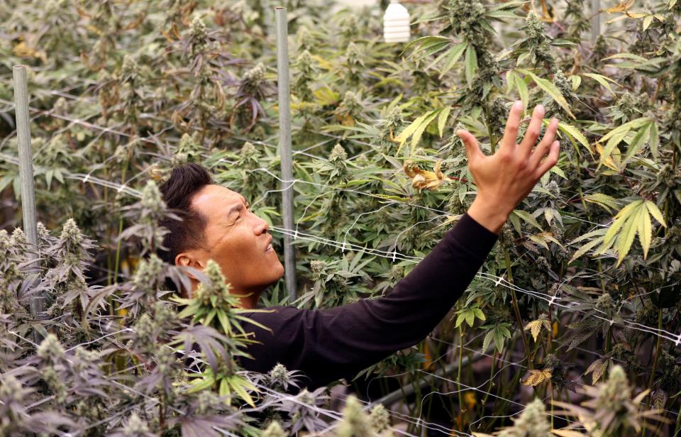 Narith Panh, Dragonfly Wellness chief operating officer, checks out a cannabis plant in a grow room at the Dragonfly Wellness Grow Facility in Moroni on Friday, April 28, 2023. | Kristin Murphy, Deseret News