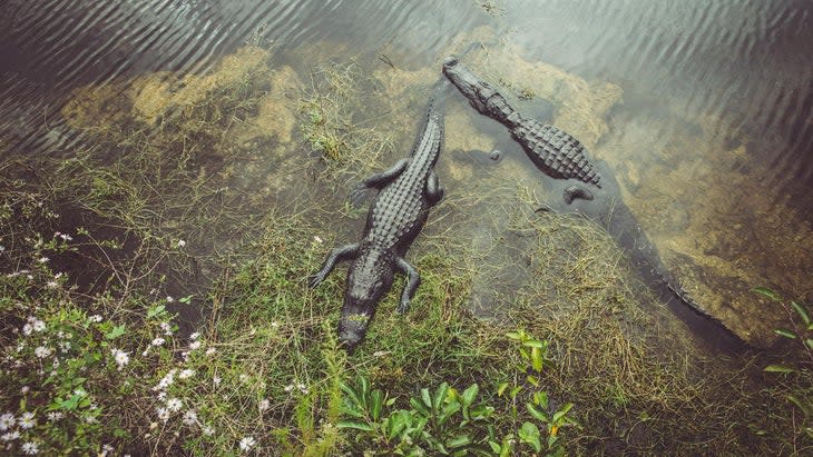 <span class="article__caption">Alligators in the Everglades, Florida</span> (Photo: Westend61/Getty)