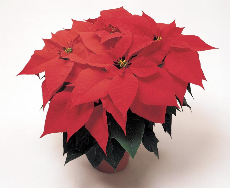 Poinsettia plants can be kept for reblooming next year.