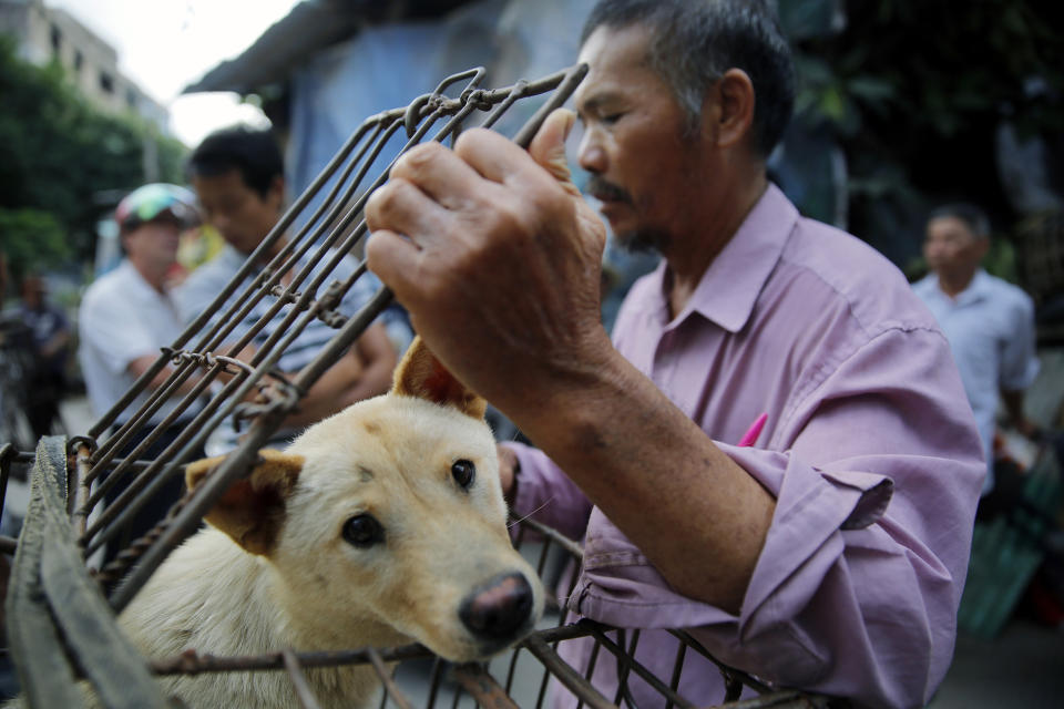 A vendor waits for buyers as he closes a cage with a dog for sale at a market in Yulin city, southern China's Guangxi province, June 20, 2016. (EPA/WU HONG)