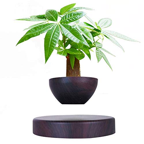 Levitating Air Fern – LEVITRON CENTRAL