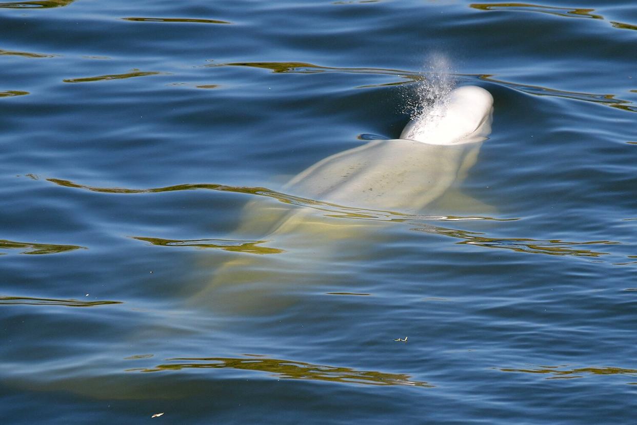A beluga whale is seen swimming up France's Seine river, near a lock in Courcelles-sur-Seine, western France on August 5, 2022. - The beluga whale appears to be underweight and officials are worried about its health, regional authorities said. The protected species, usually found in cold Arctic waters, had made its way up the waterway and reached a lock some 70 kilometres (44 miles) from Paris. The whale was first spotted on August 2, 2022 in the river that flows through the French capital to the English Channel, and follows the rare appearance of a killer whale in the Seine just over two months ago.