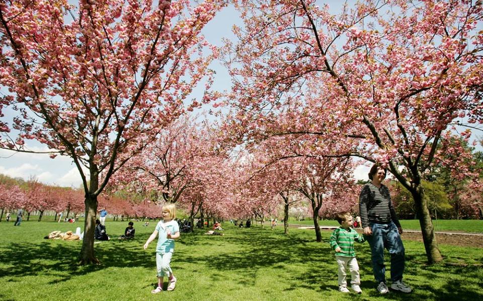 布魯克林植物園（Photo by Mario Tama, Image Source : Getty Editorial）