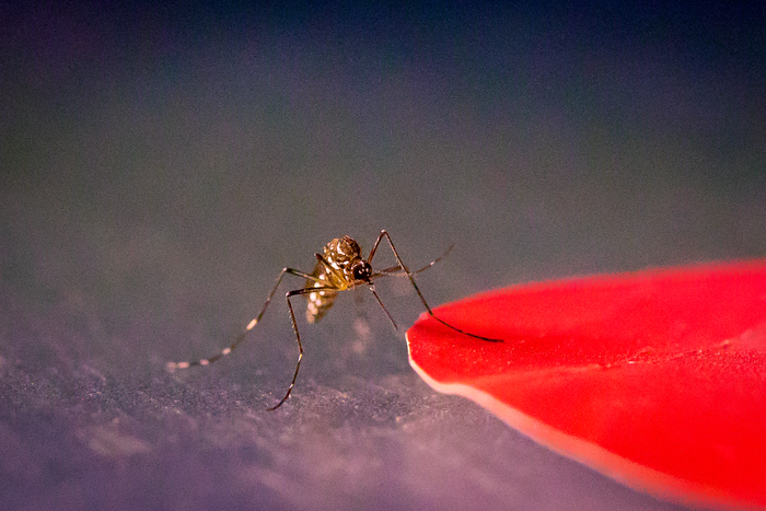 New research shows that Aedes aegypti mosquitoes are attracted to specific colors, including red. / Credit: Kiley Riffell