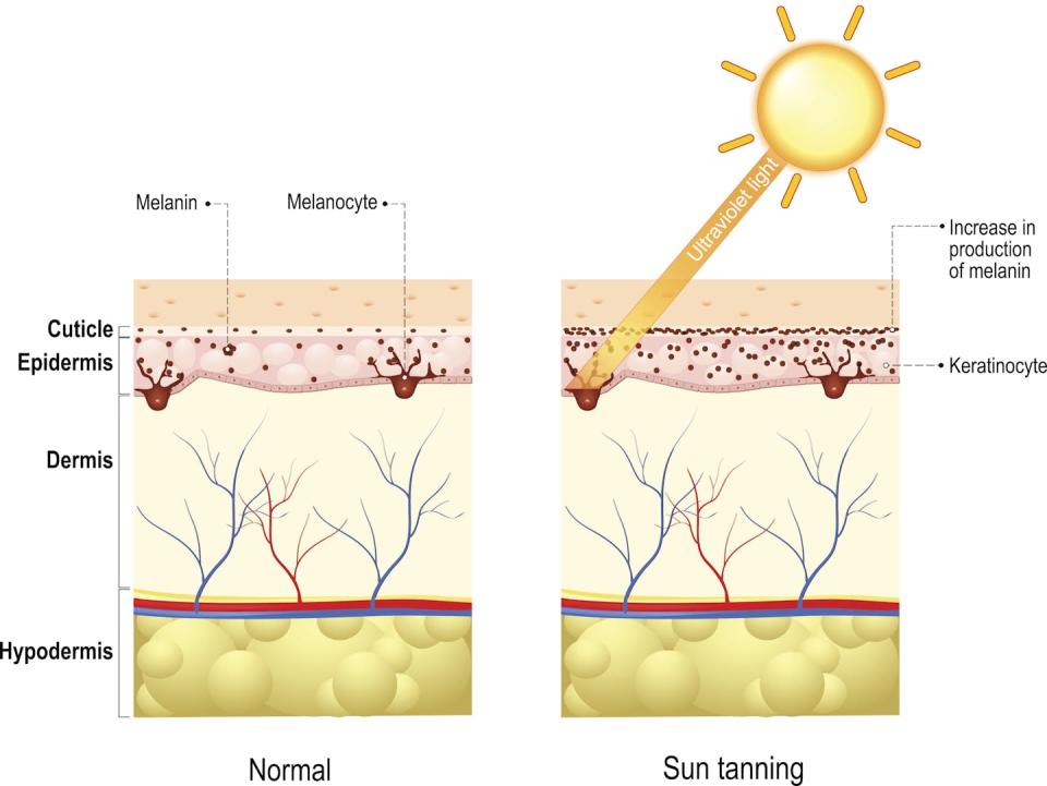 Exposure to the sun’s rays triggers production of more protective eumelanin, which also darkens the skin’s appearance. <a href="https://www.gettyimages.com/detail/illustration/tanning-process-skin-human-anatomy-royalty-free-illustration/645165034" rel="nofollow noopener" target="_blank" data-ylk="slk:ttsz/iStock via Getty Images Plus;elm:context_link;itc:0;sec:content-canvas" class="link ">ttsz/iStock via Getty Images Plus</a>