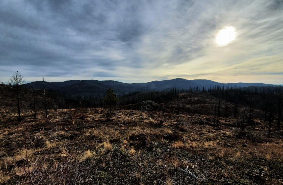 The aftermath of a wildfire, clearing an area of trees.