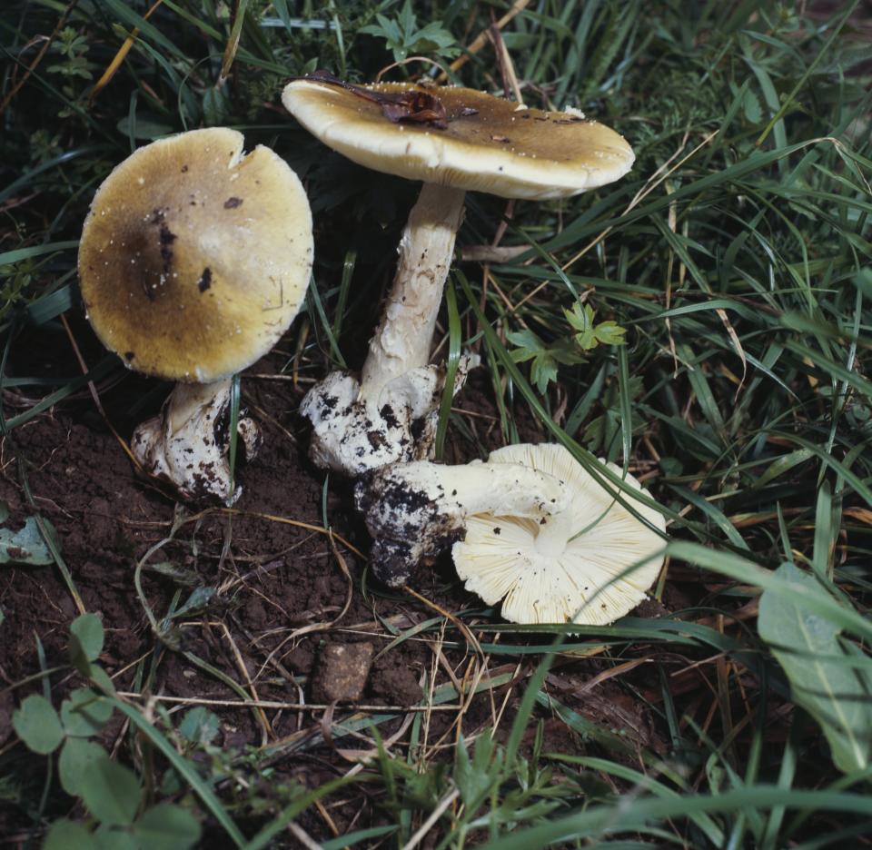 Three specimens of death cap (Amanita phalloides), Amanitaceae.