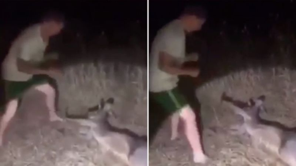 Disturbing footage showed a man bashing a kangaroo in video captured in January last year. Source: Supplied