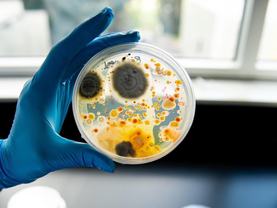 Loam Bio microbes in a petri dish