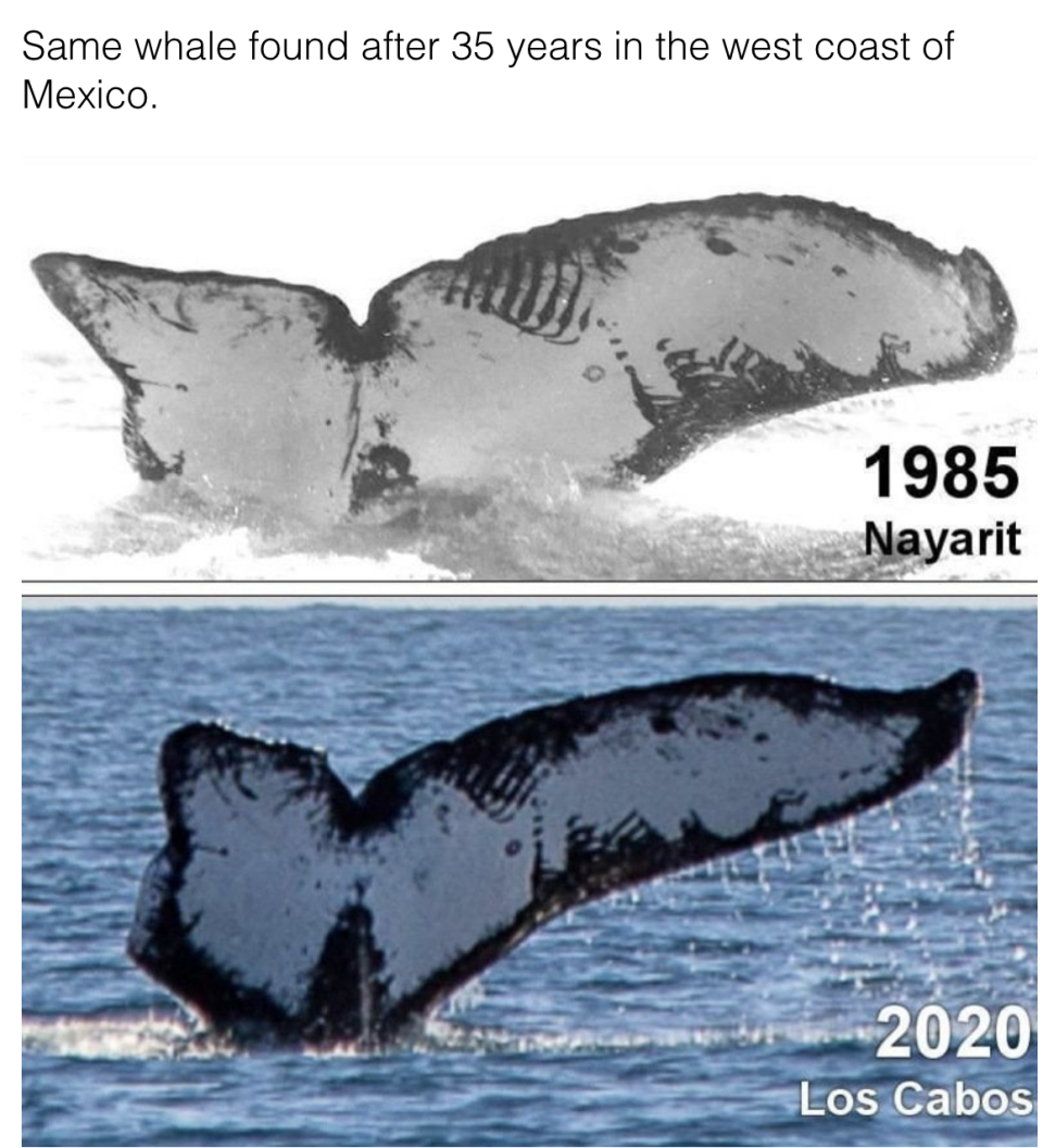 Outline of a whale's tail in 1985 and 2020, emerging from the water