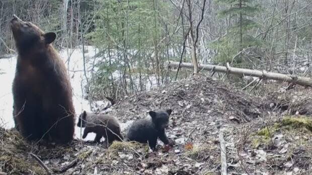 The cubs wandered around on camera as their mother looked on. Eventually, all three went off-camera and have not been seen since. (Serge Wolf)