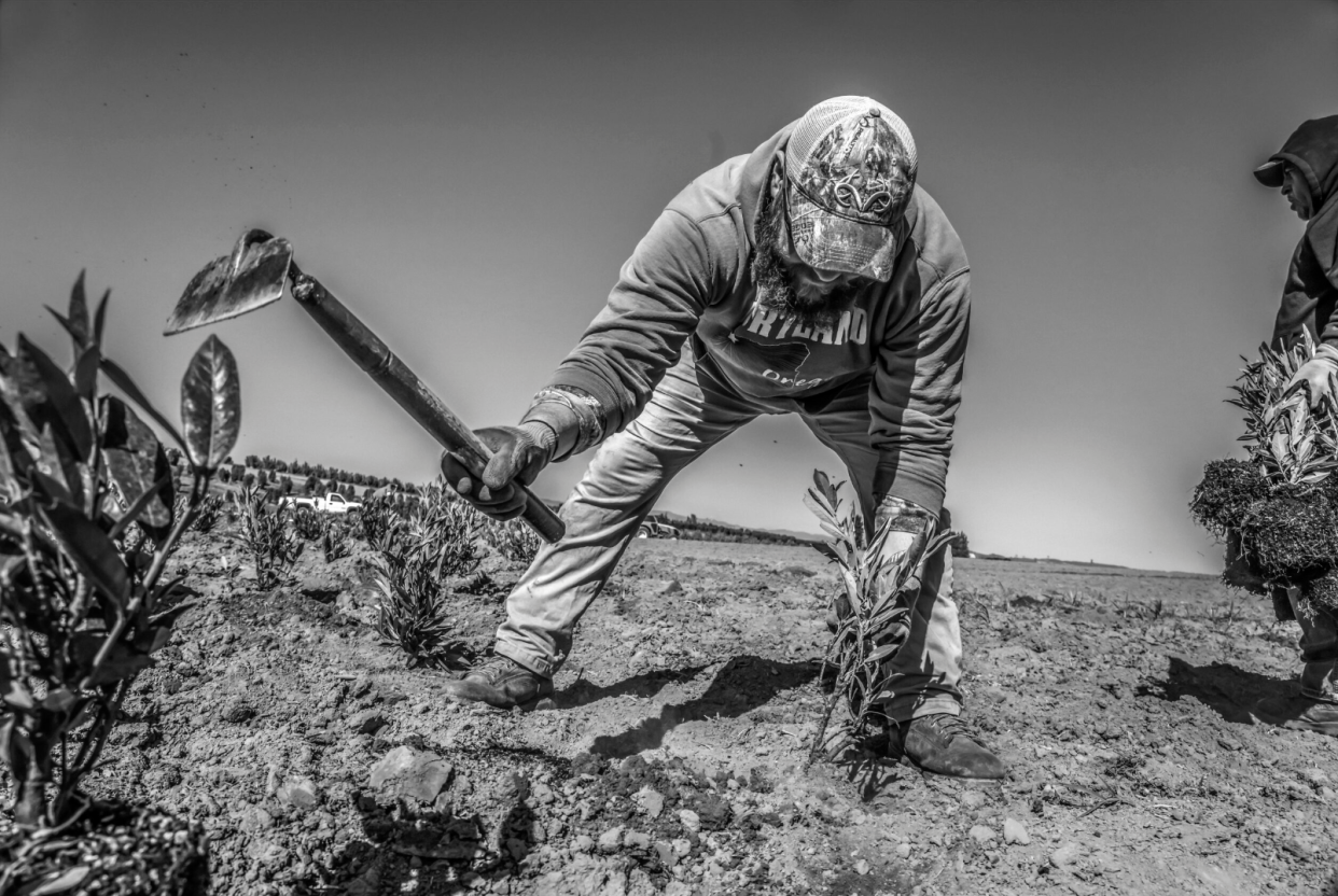 Alfonso Guevara, an H-2A worker in Oregon, uses a short-handled hoe, “el cortito," that has been banned in California since 1975 because repeated use causes damage to the spine. In California, AB 857 would require his crew boss to give him a list of his rights, including the prohibition of this kind of work.