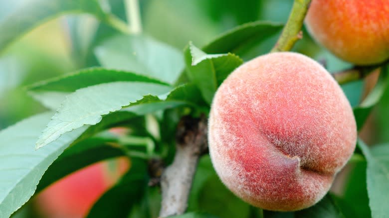 Fuzzy peach growing