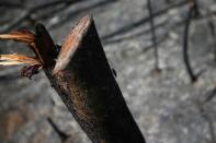 An insect climbs up the trunk of a burned tree in a deforested area in the Yari plains, in Caqueta