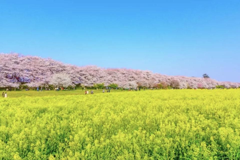 日本櫻花2024｜東京賞櫻10大必去景點一日遊推薦！每人低至$233起 淺間公園櫻花樹下富士山、目黑川遊船體驗