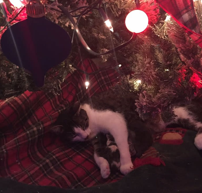 Dio a luz bajo el árbol de Navidad