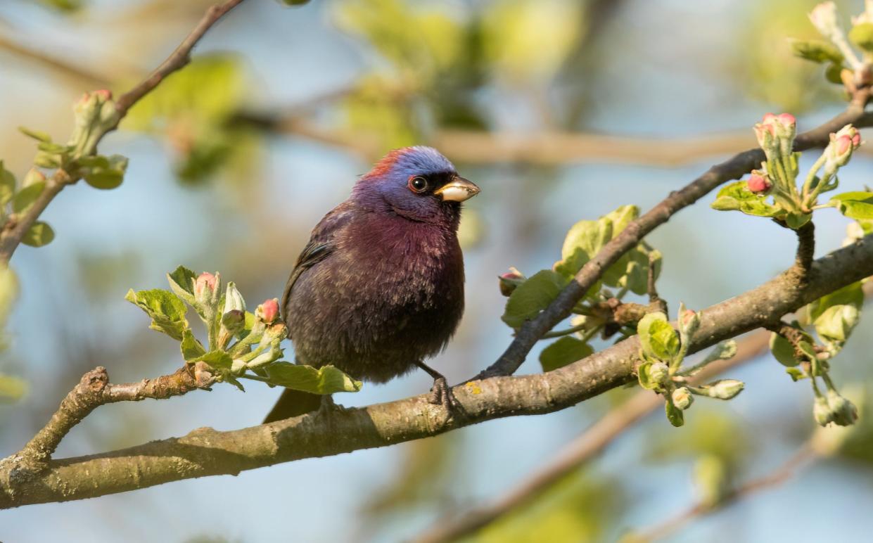 A varied bunting perches in a tree Saturday at Lion's Den Gorge Nature Preserve in Grafton. Saturday marked the first documented sighting of the species in Wisconsin history, according to the Wisconsin Society for Ornithology. The species is mostly found in Mexico.