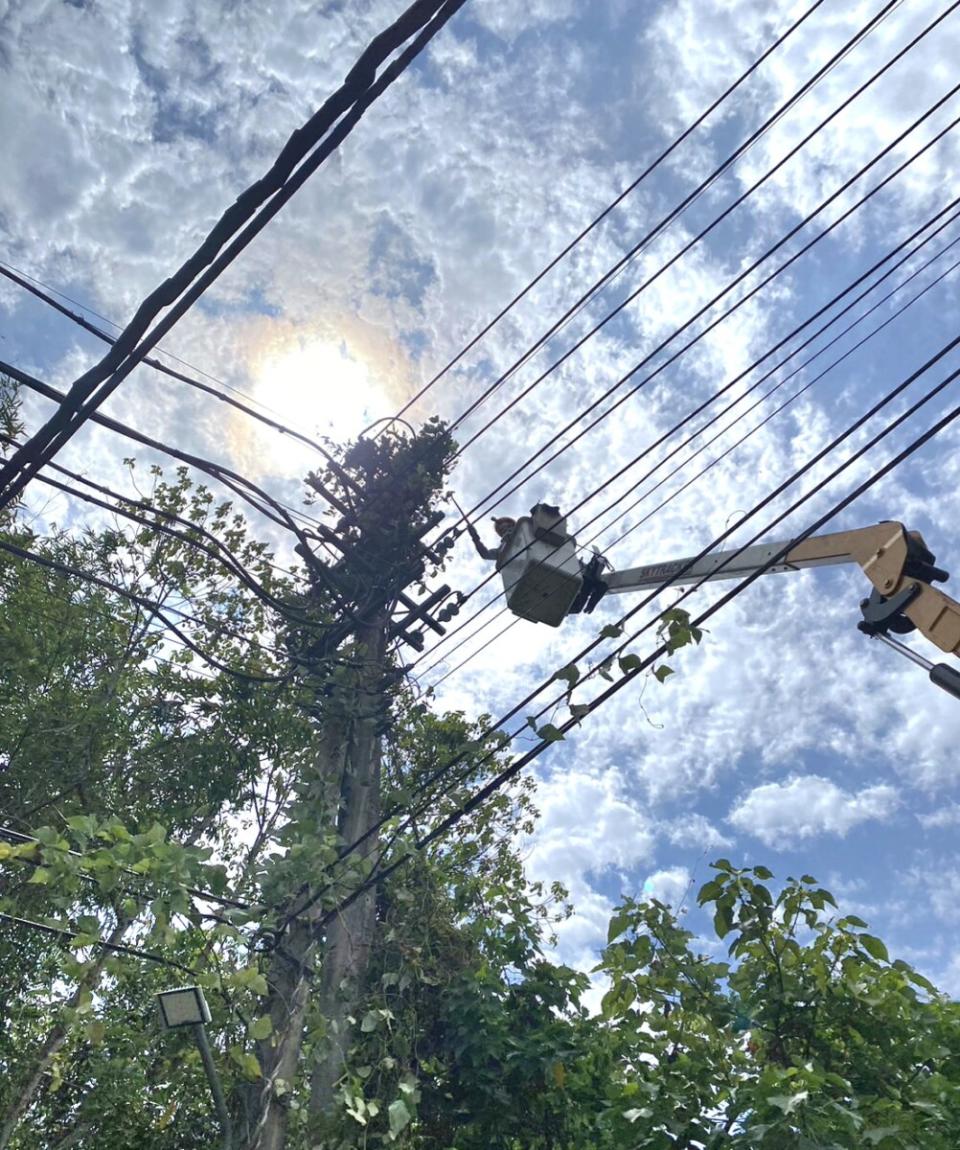 ▲台電高雄區處、鳳山區處於今年初即開始進行防颱準備，並特別針對轄區內樹木進行修剪，盡可能降低強風一刮，樹木掃到架空線路造成停電事故的機率，此次兩區處修樹面積已超過15座世運主場館。（記者王苡蘋翻攝）