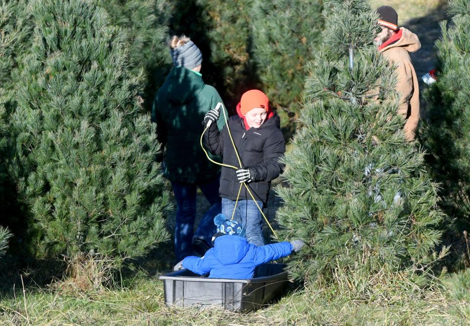 Kody Stallone, 10, of Kent entertains his brother, Jaxson, 3, while parents Kristyna and Nick Stallone select a tree at Moore's Christmas Tree Farm in Hartville.