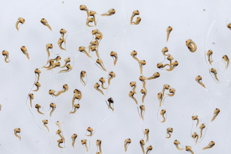 Mosquito pupae are separated by sex inside a World Mosquito Program factory, in Medellin, Colombia, Thursday, Aug. 10, 2023. The mosquitoes are bred by scientists at the factory to carry the bacteria Wolbachia, which interrupts the transmission of dengue. (AP Photo/Jaime Saldarriaga)