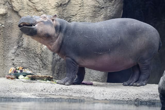 Hippo Fiona eats her birthday cake